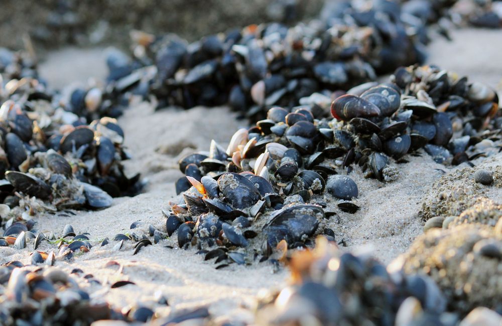 Miesmuscheln 2 Foto &amp; Bild | landschaft, meer &amp; strand, natur Bilder ...