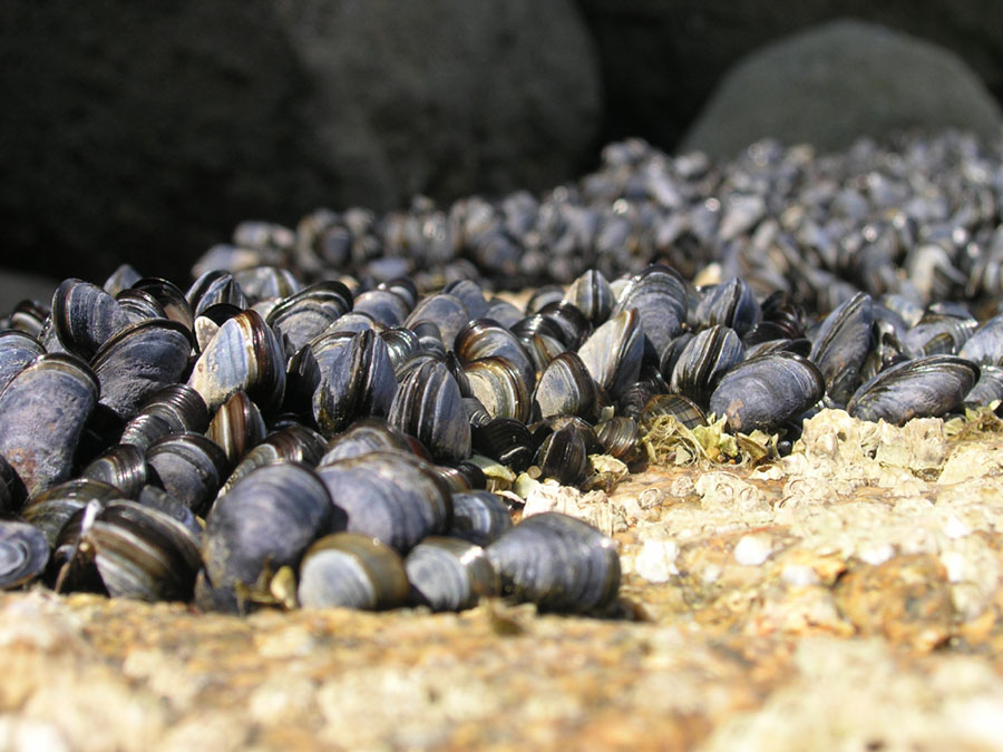 Miesmuscheln auf der bretonischen Insel Houat