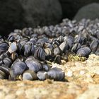 Miesmuscheln auf der bretonischen Insel Houat