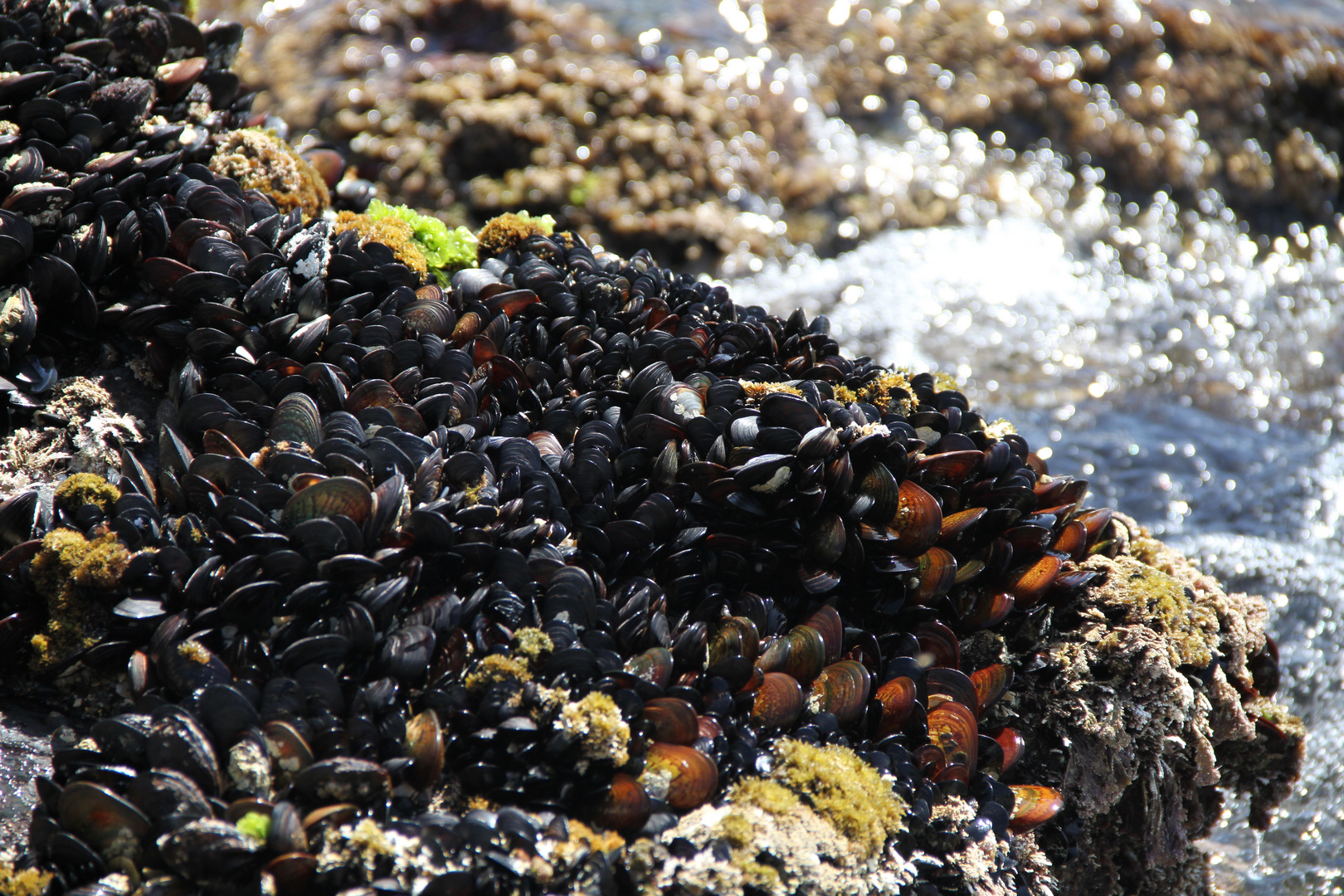 Miesmuscheln beim Sonnen