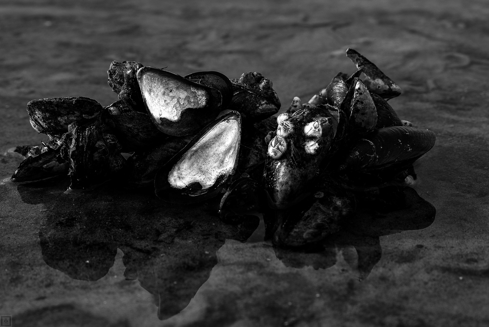 Miesmuscheln mit Pocken Foto &amp; Bild | tiere, wildlife, schnecken ...