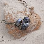 Miesmuscheln von der Ostsee angeschwemmt