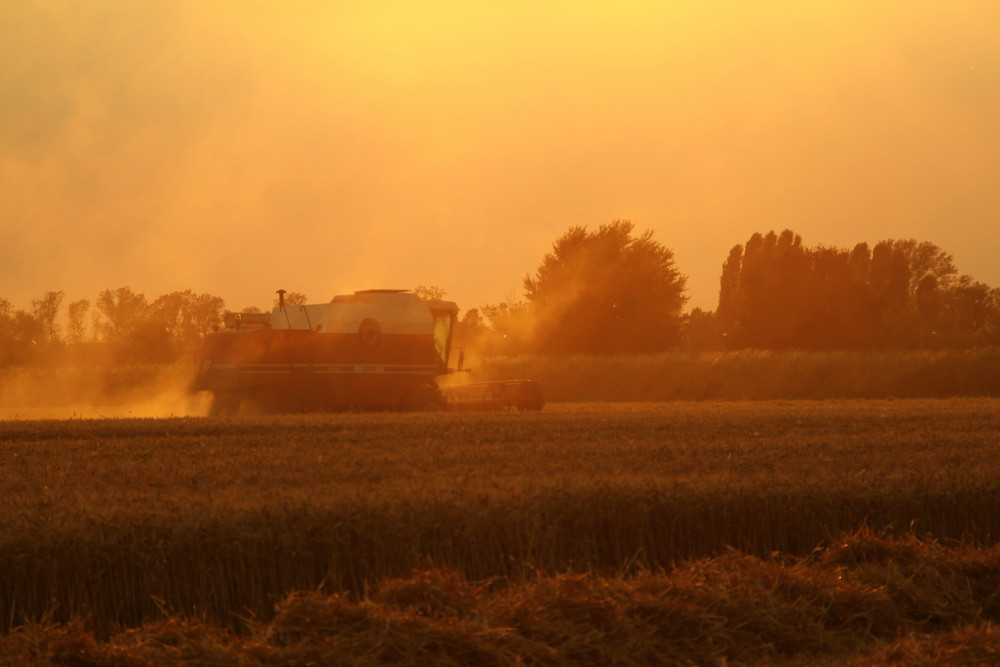 Mietitura al tramonto