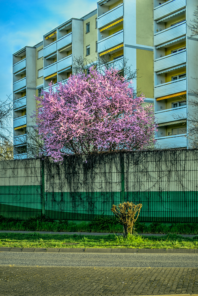 Mietshausfrühlingsbaum