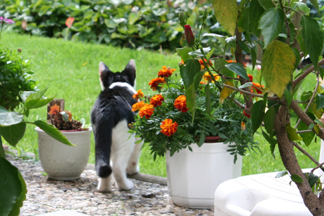 Mietz im Garten