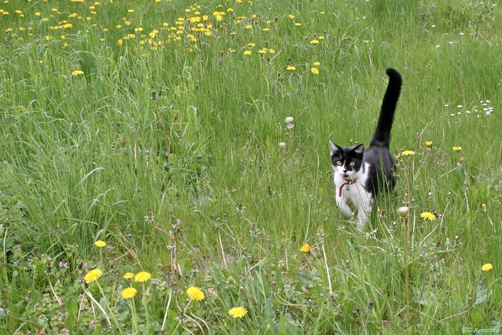 Mietz kam angetabst ; 2013-05-11