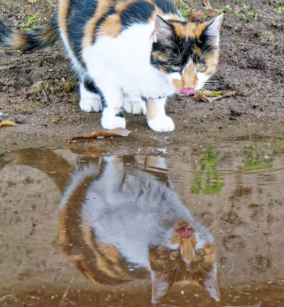 Mietze vor einer Regenpfütze 