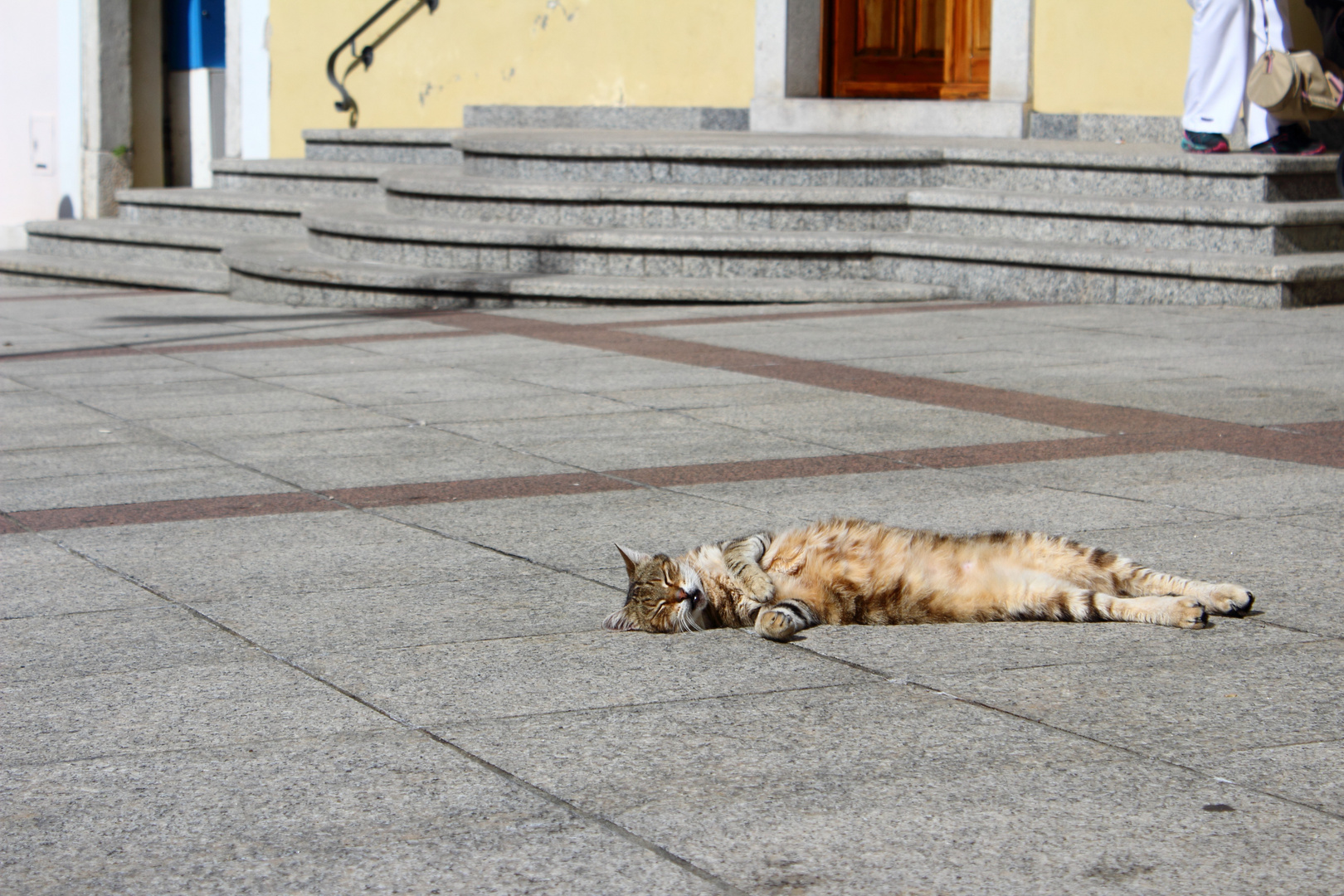 Mietzekatze