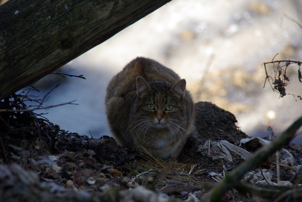 Mietzekatze