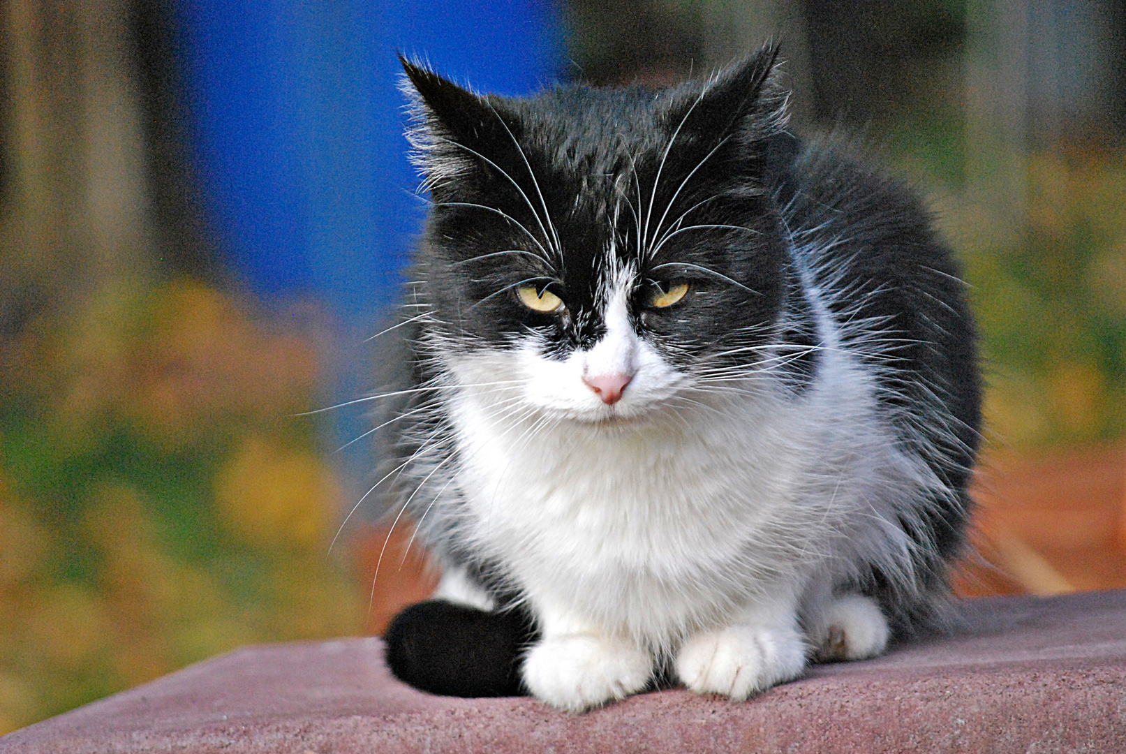 Mietzekatze ist herbstmüde...