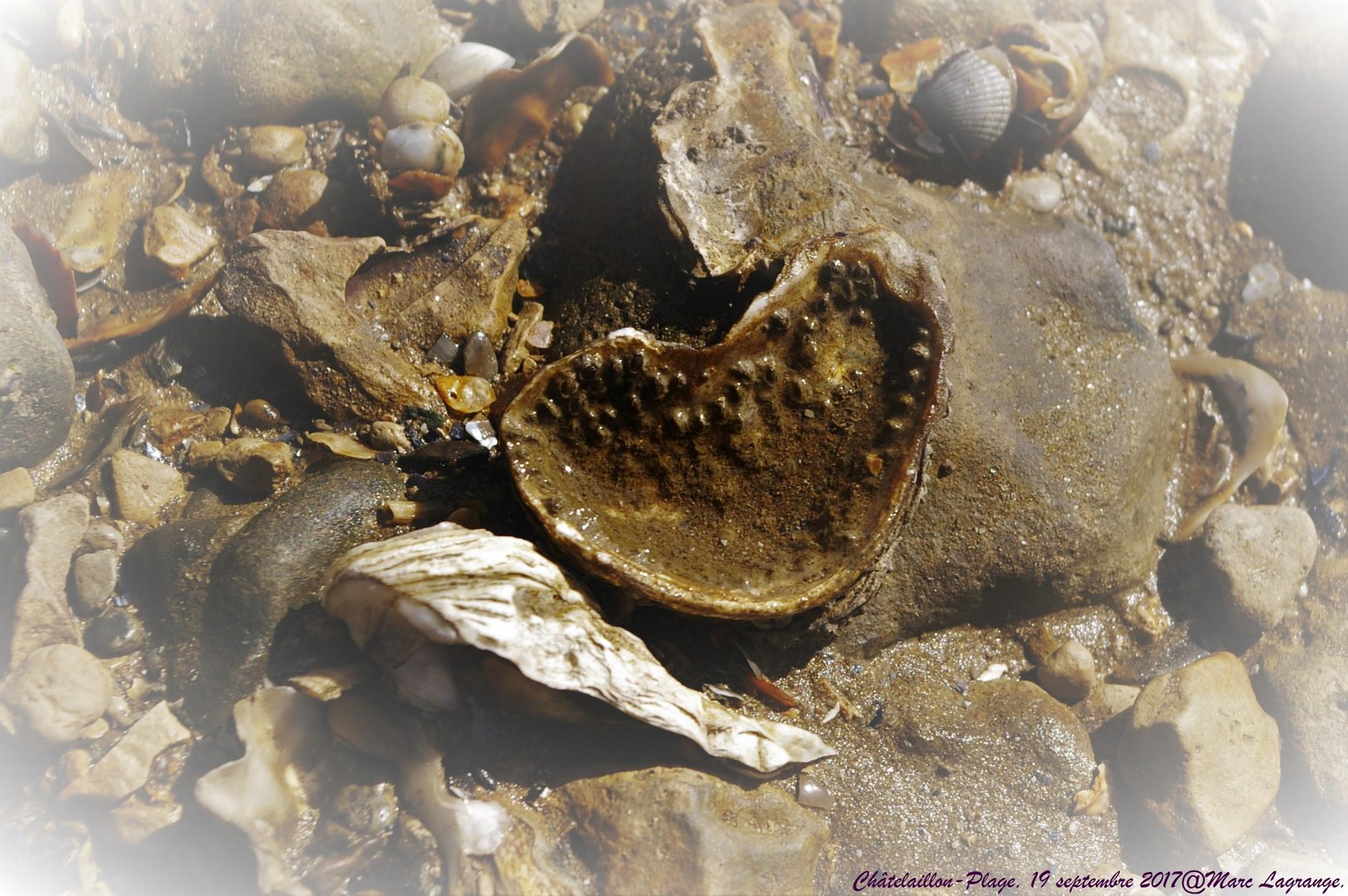 Mieux qu'une bouteille à la mer, un coeur échoué...