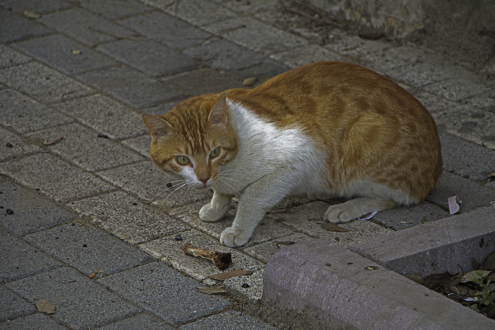 Miez am Rande der Stadt