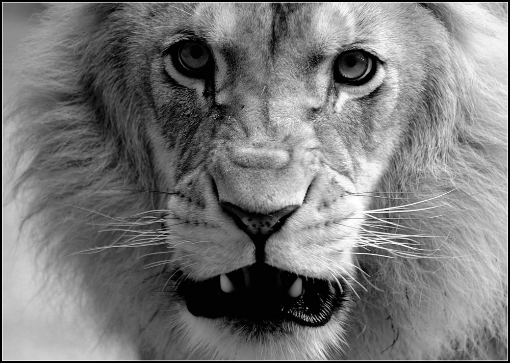 Miez Miez Foto & Bild tiere, zoo, wildpark & falknerei, zoo