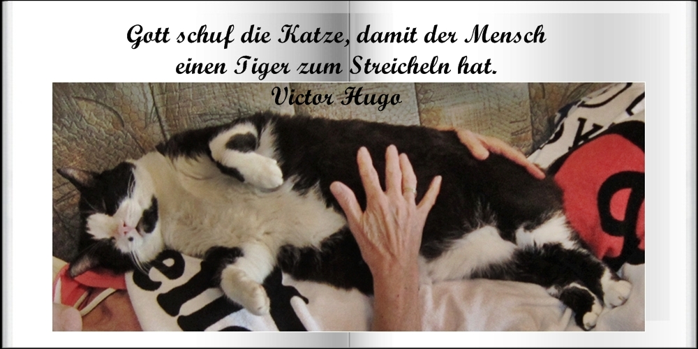 Miez-Miez : Gott schuf die Katze ....