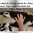 Miez-Miez : Gott schuf die Katze ....