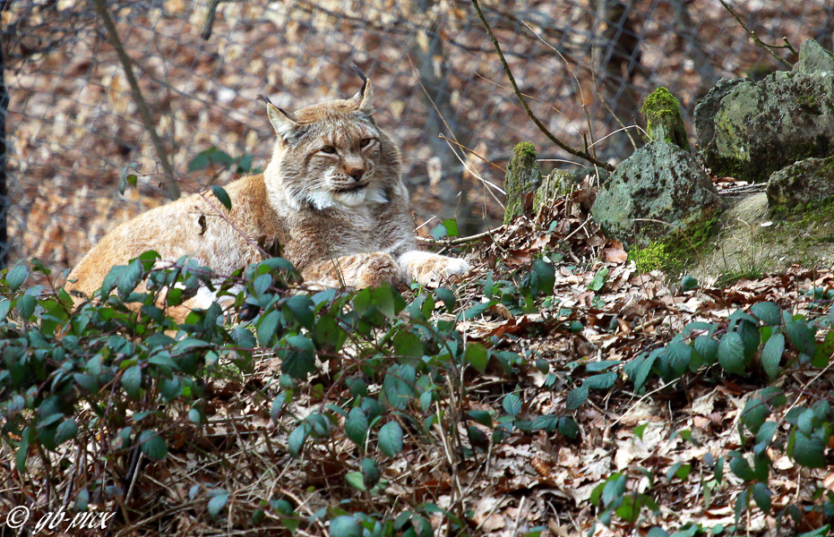 ... miez, miez, miez Luchs (Lynx lynx)