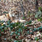 ... miez, miez, miez Luchs (Lynx lynx)