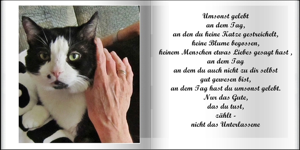 Miez-Miez: Umsonst gelebt .....