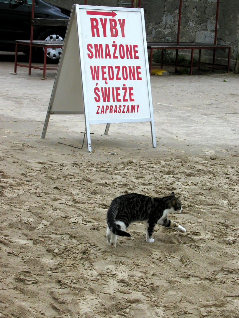 Mieze auf dem Weg zum Essen