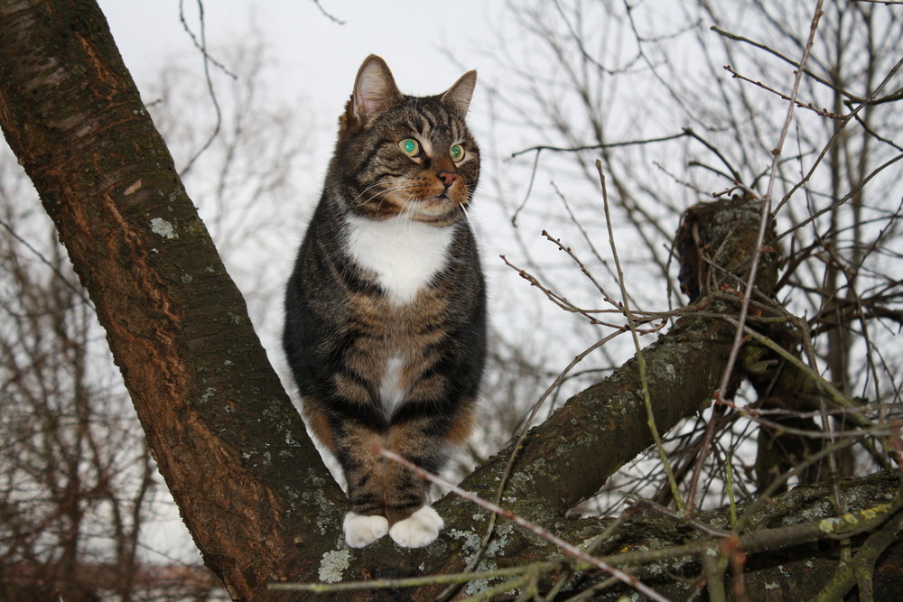 Mieze auf`´m Baum