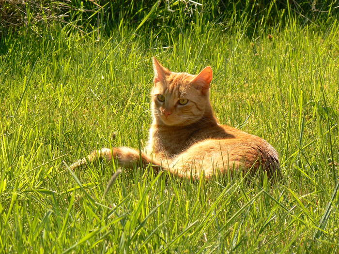 Mieze beim Sonnenbad