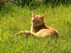 Mieze beim Sonnenbad