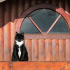 ..... Mieze beim Sonnenbaden auf dem Gesims