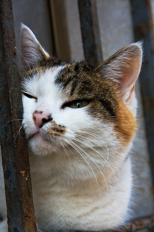 Mieze hinter Gittern