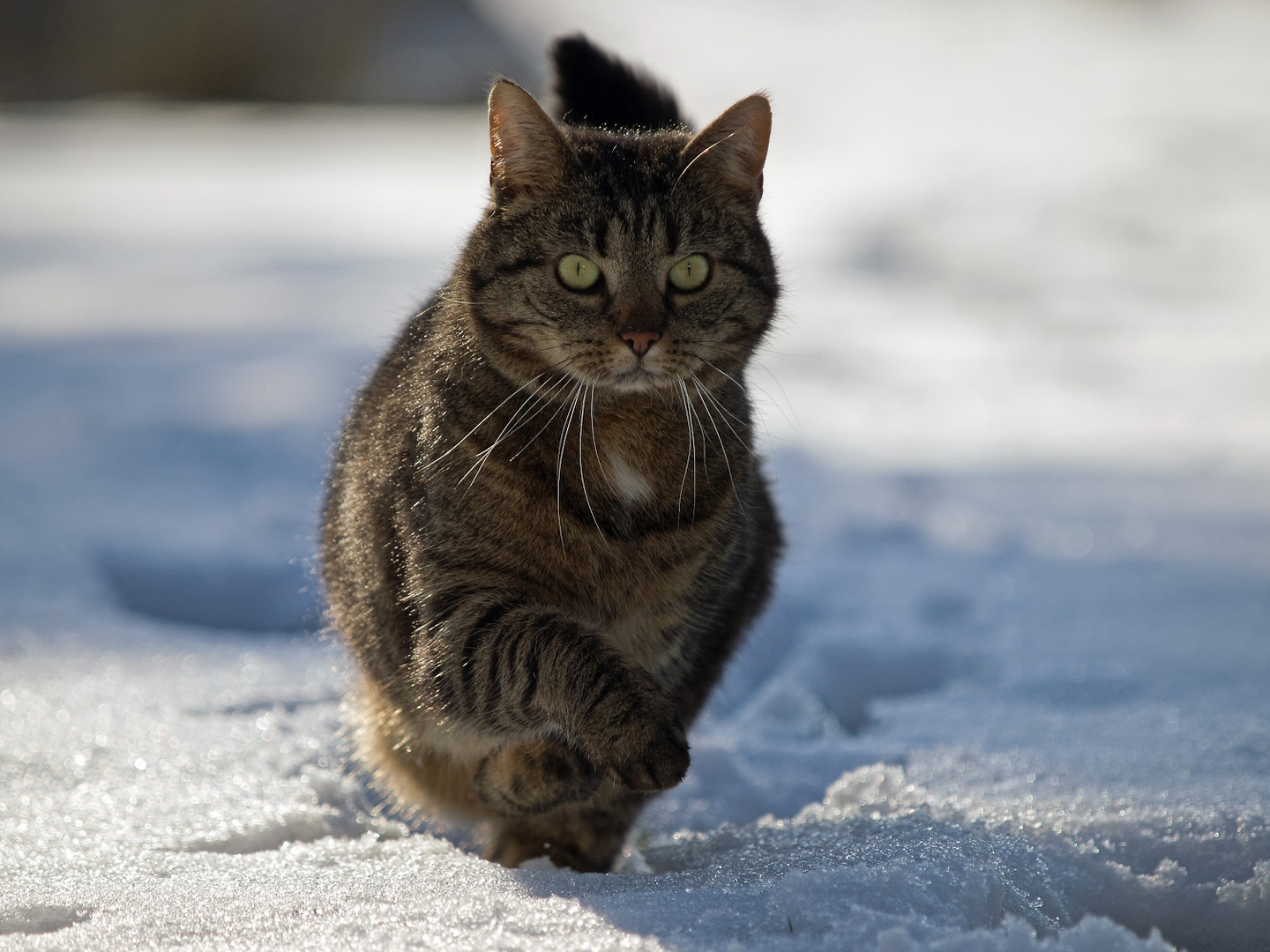 Mieze im Schnee