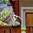 Mieze in Tschechien. Für Astrid...einfach mal so.