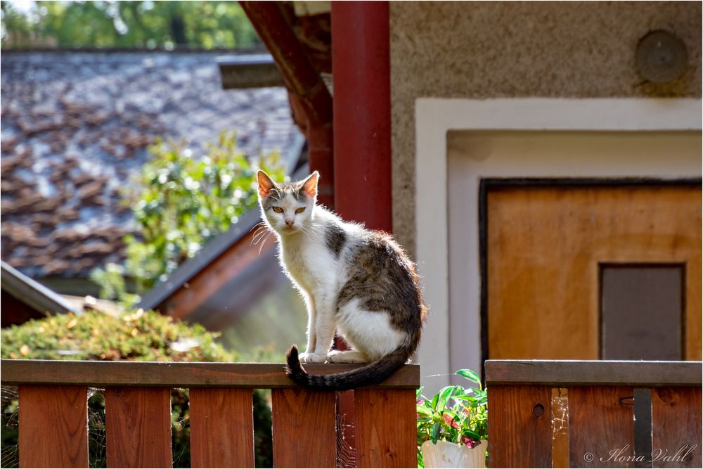 Mieze in Tschechien. Für Astrid...einfach mal so.