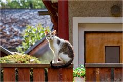 Mieze in Tschechien. Für Astrid...einfach mal so.