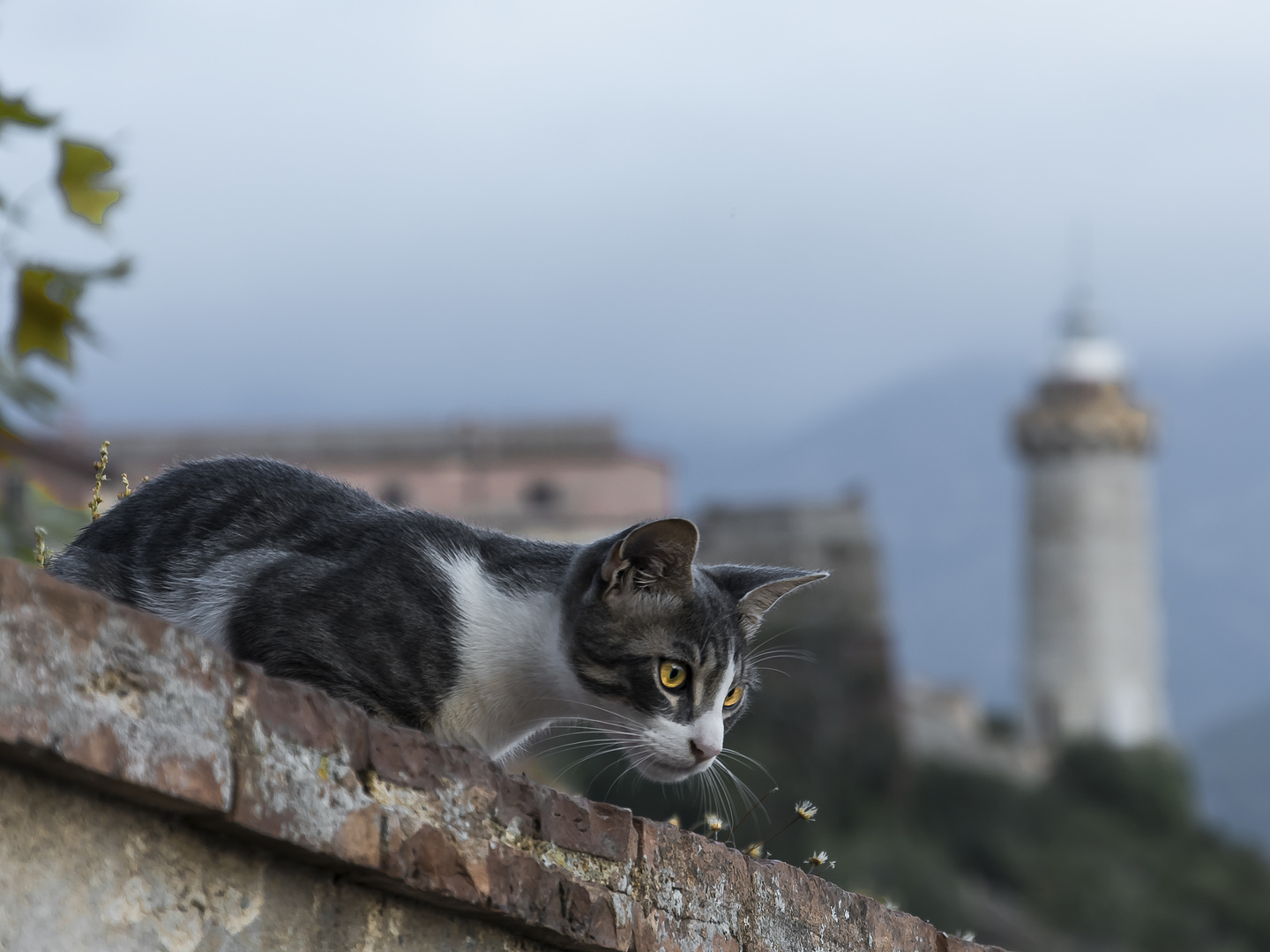 Miezekatze auf der Mauer