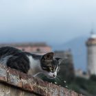 Miezekatze auf der Mauer