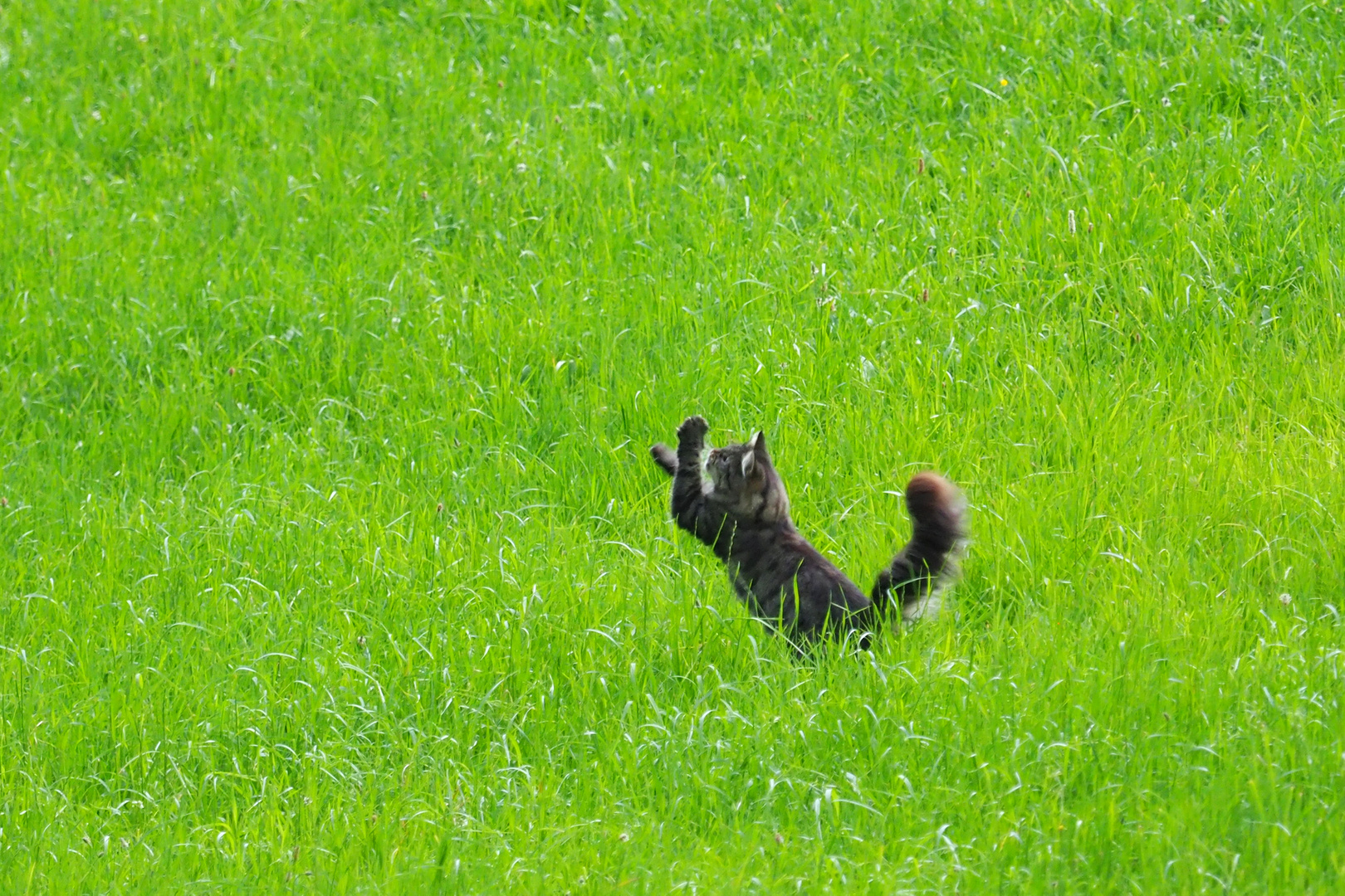 Miezekatze auf Insektenjagd