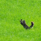 Miezekatze auf Insektenjagd