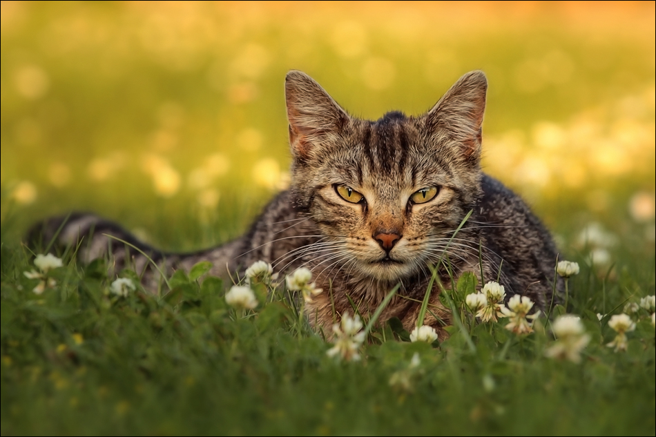 ~~~ Miezekatze im Abendlicht ~~~