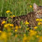 Miezekatze im Feld