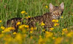 Miezekatze im Feld