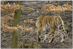 Miezekatze im Wald