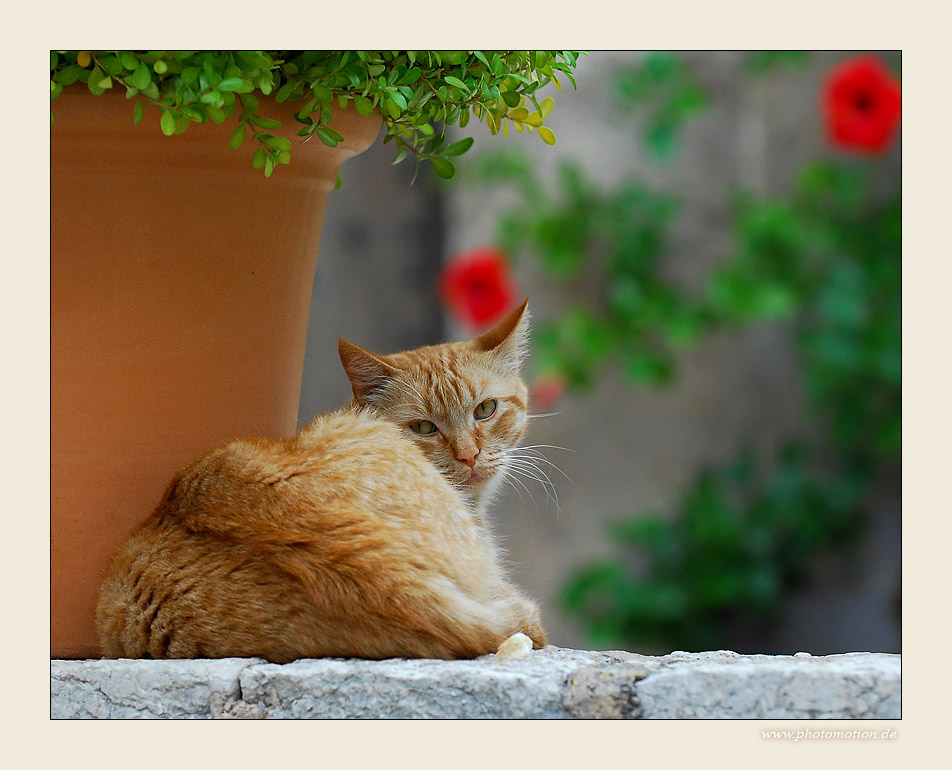 Miezekatze neben Blumentopf glotzt Fotograf genervt an...