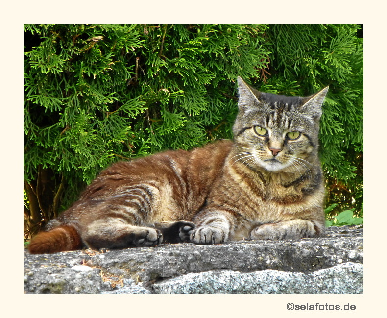 Miezi sonnt sich auf der Mauer