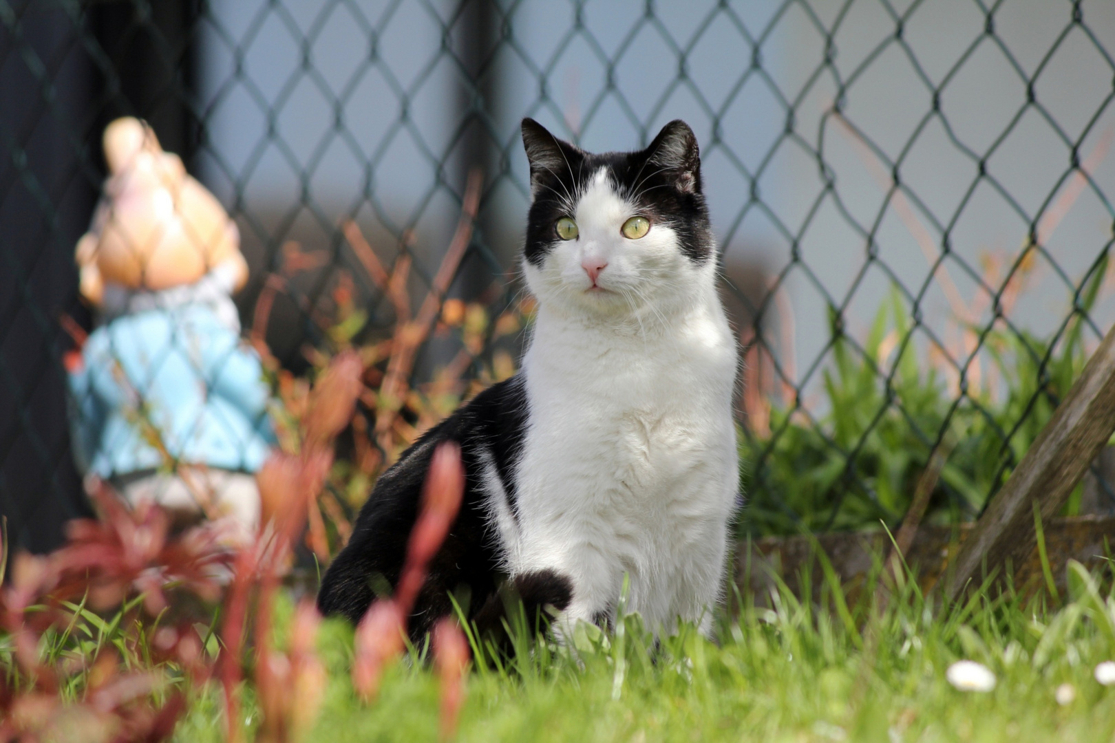 Miezi und der Gartenzwerg