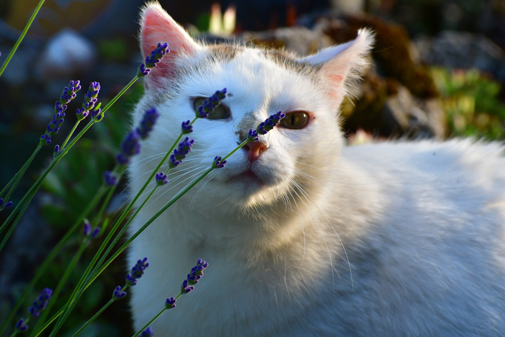 Miezi und Lavendel