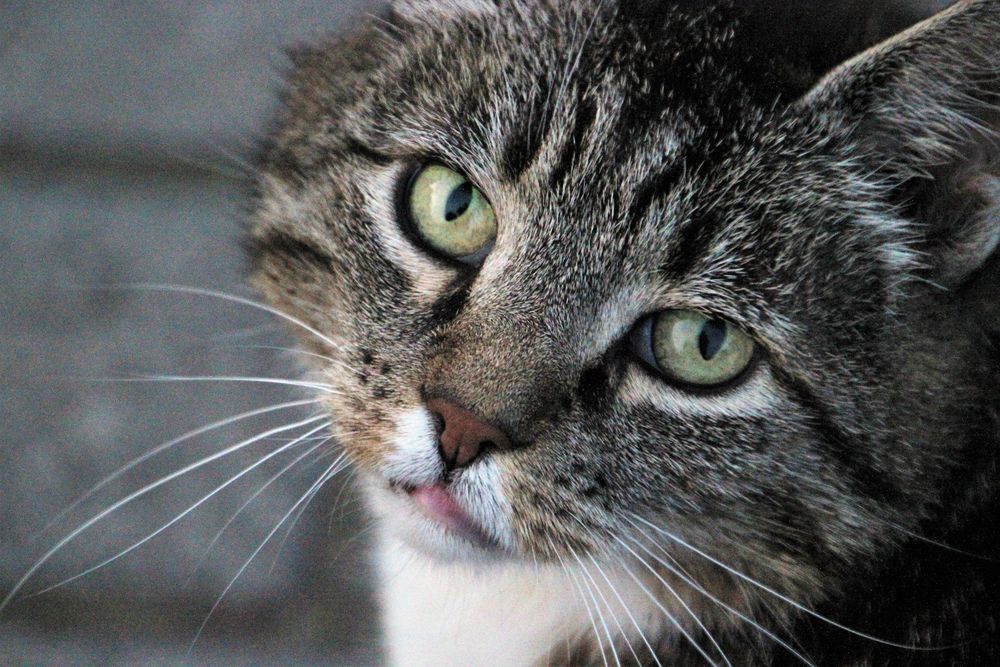 Miezy Foto & Bild tiere, haustiere, katzen Bilder auf