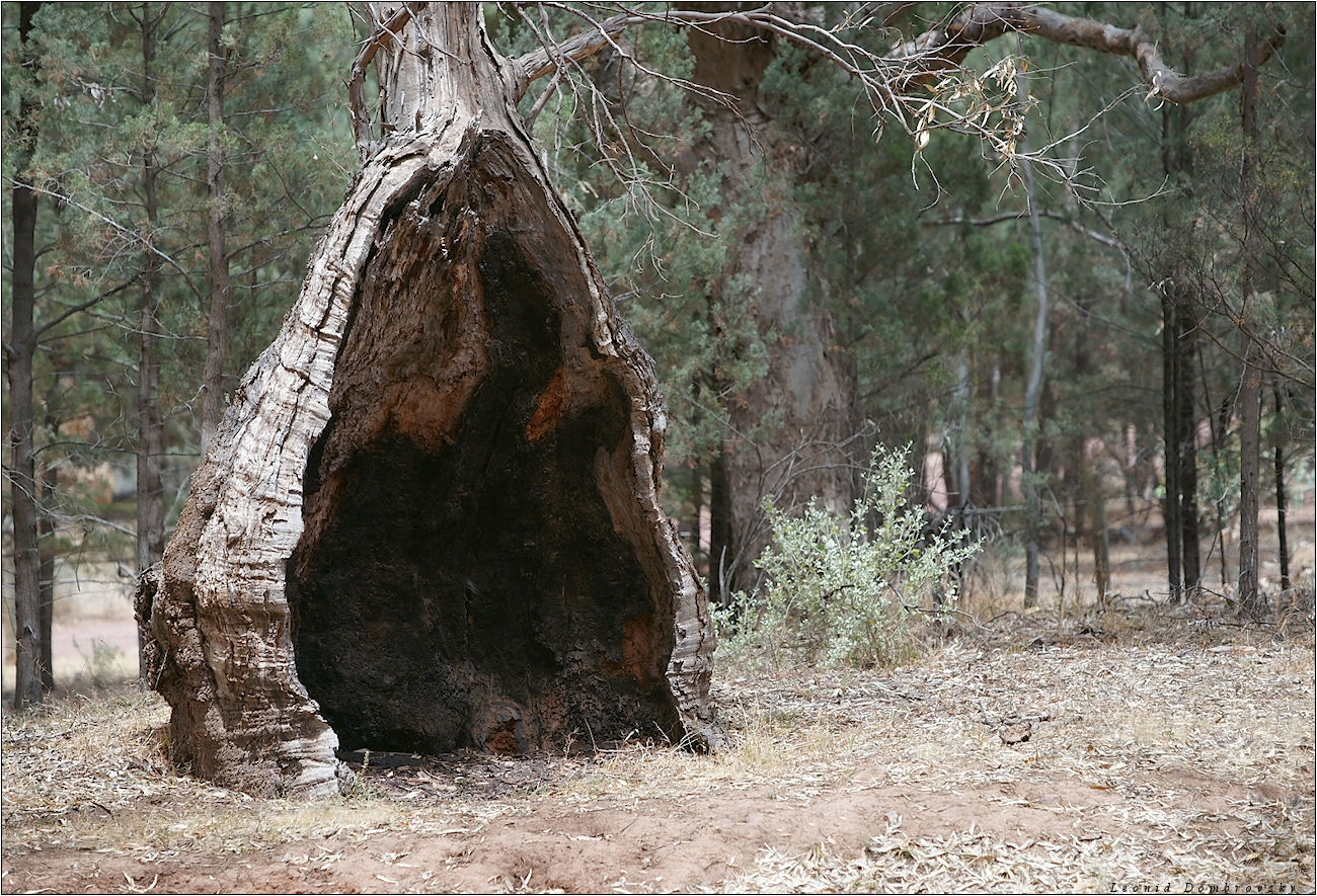 Mighty old tree