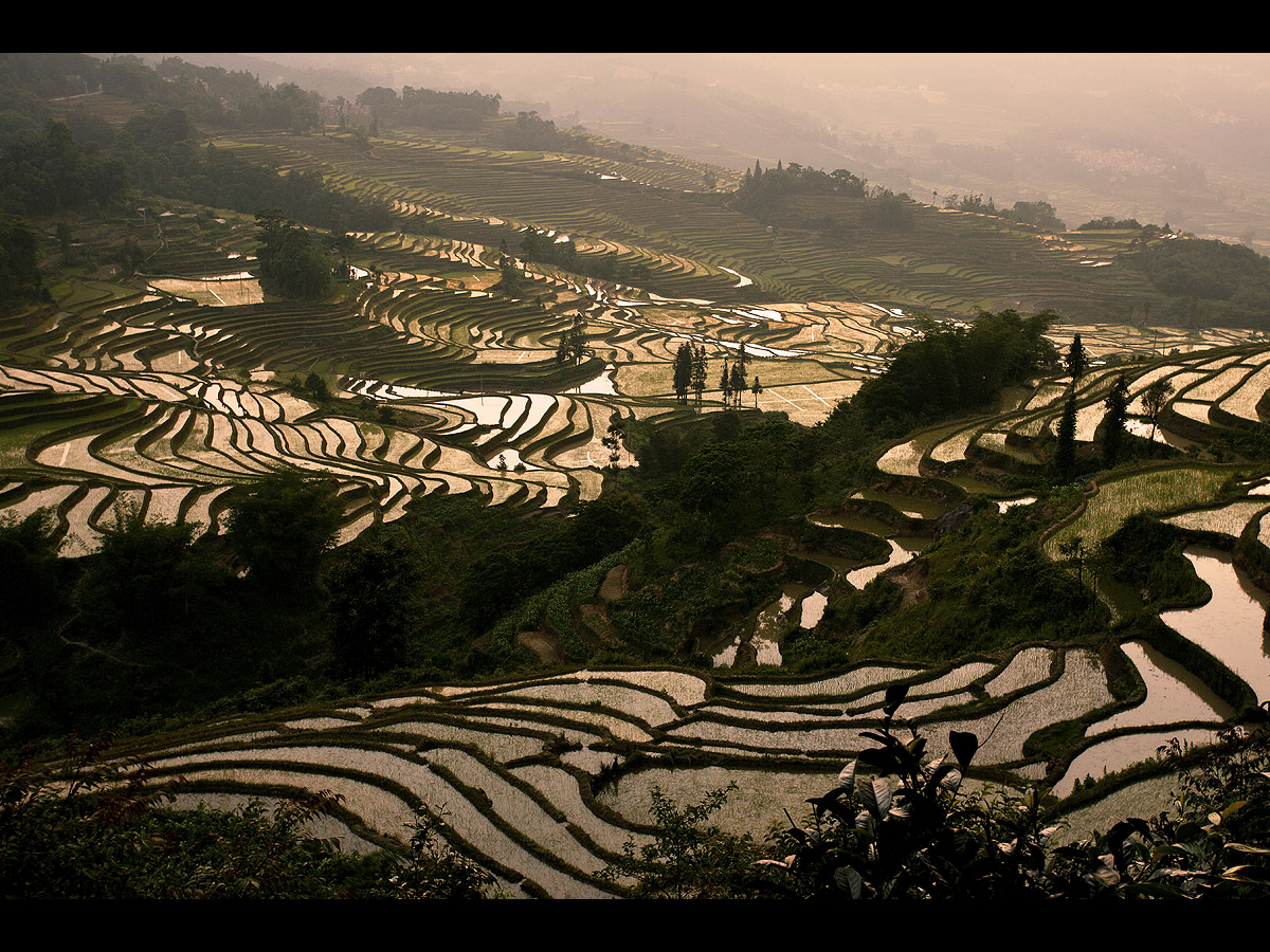 Mighty Ricefields Down South