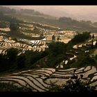 Mighty Ricefields Down South