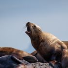 Mighty Sea lion 