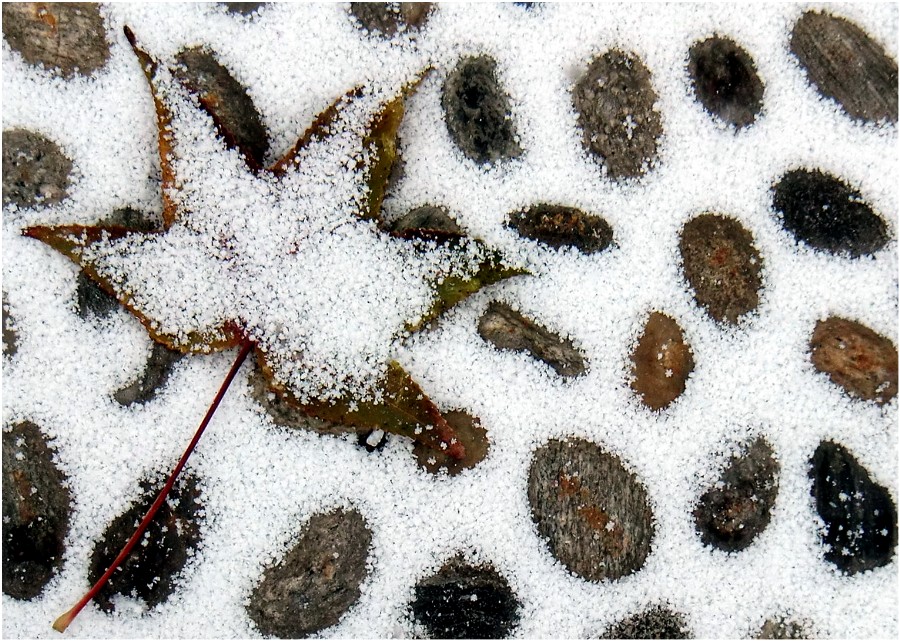 Migliaia di piccole stelle cadute